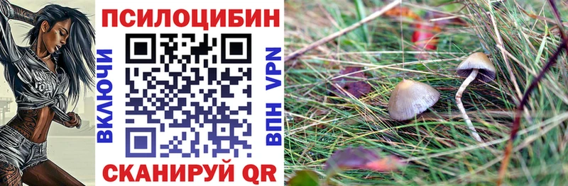 где можно купить   Кяхта  Псилоцибиновые грибы GOLDEN TEACHER 